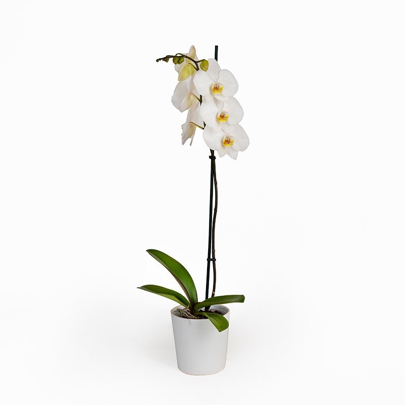 Orkide Tekdal Beyaz