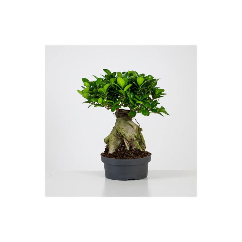 Ficus Ginseng Bonsai P500