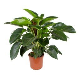 Philodendron Green Princess...