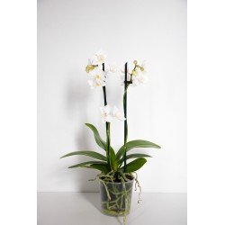 Phalaenopsis Midi Orkide...