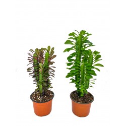 Euphorbia Trigona 2'Li  P12
